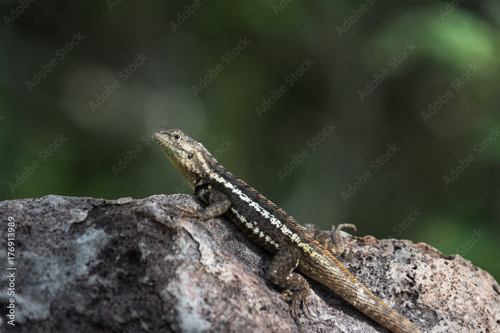 Lava Lizard, Microlophus albemariensis, unique to the Galapagos, Ecuador Lava Lizard, Microlophus albemariensis, unique to the Galapagos, Ecuador