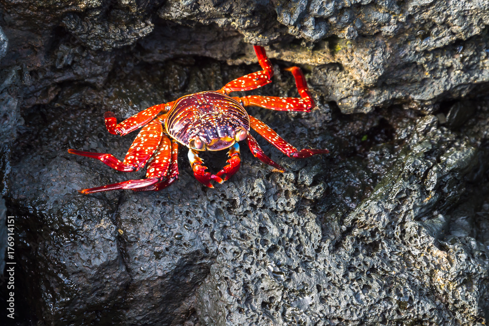 Sally lightfoot crab, grapsus grapsus, Galapagos Islands, Ecuador