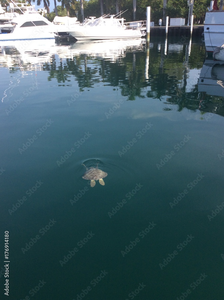 Lyford cay marina Lyford cay marina