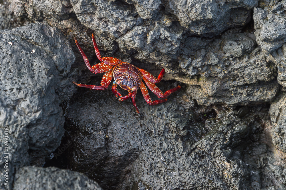 Sally lightfoot crab, grapsus grapsus, Galapagos Islands, Ecuador Sally lightfoot crab, grapsus grapsus, Galapagos Islands, Ecuador