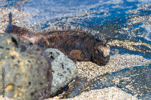 Galapagos marine iguana, Amblyrhynchus cristatus, unique to the Galapagos Islands