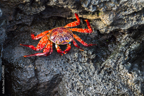 Sally lightfoot crab, grapsus grapsus, Galapagos Islands, Ecuador © Terence Mendoza