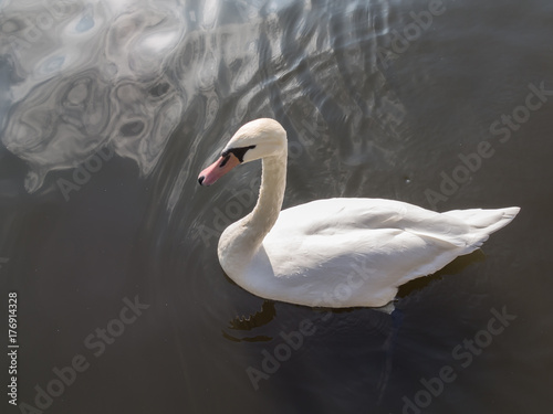Fototapeta Naklejka Na Ścianę i Meble -  White Mute Swan, Cygnus olor, Swimming
