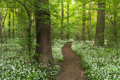 Path through Forest full of Wild Garlic photo