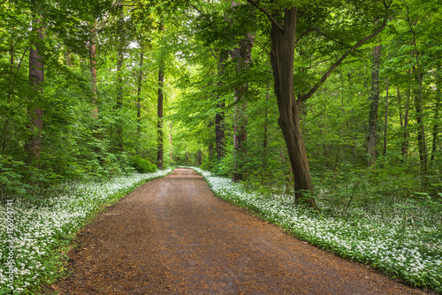 Path through Forest full of Wild Garlic photo