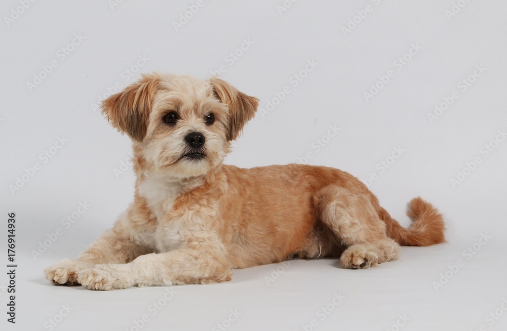 Portrait eines kleinen Hundes im Studio