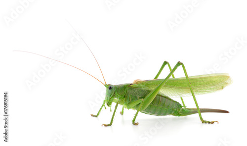 Green locust isolated © olhastock