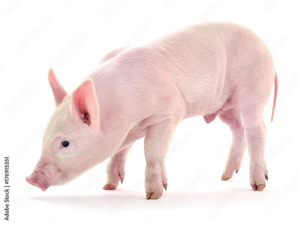 Pig on white. Pig on white.