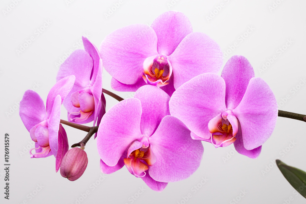 Fototapeta premium Pink orchid isolated on white background. Closeup.