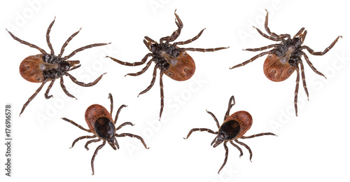Deer ticks collection closeup isolated on white background. Ixodes ricinus. Set of dangerous parasitic mites from below or above. Acari. Tick-borne diseases carriers. Encephalitis or Lyme borreliosis. © KPixMining