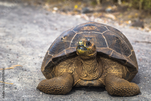 Galapagos Islands - August 25, 2017: Giant land Tortoise on the road in Isabela Galapagos Islands, Ecuador photo
