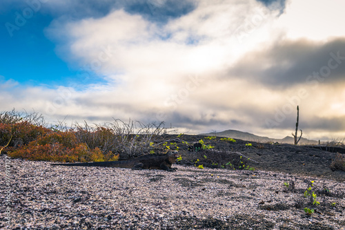 Galapagos Islands - August 25, 2017: Marine Iguanas on a beach in Isabela Island, Galapagos Islands, Ecuador photo