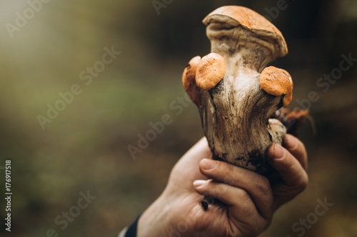 Mushroom In The Forest