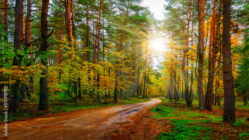 Scenery autumn forest on bright sunny day. Road in colorful woodland. Sunbeams in autumn forest.