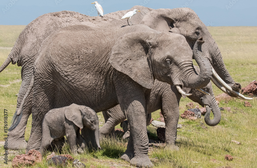 Elephants walking