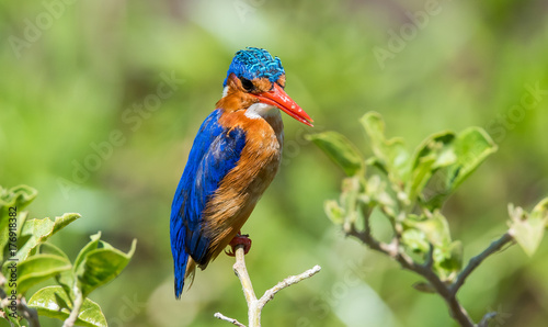 Colorful Kingfisher