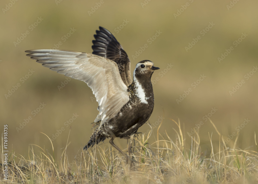 Fototapeta premium American Golden-Plover