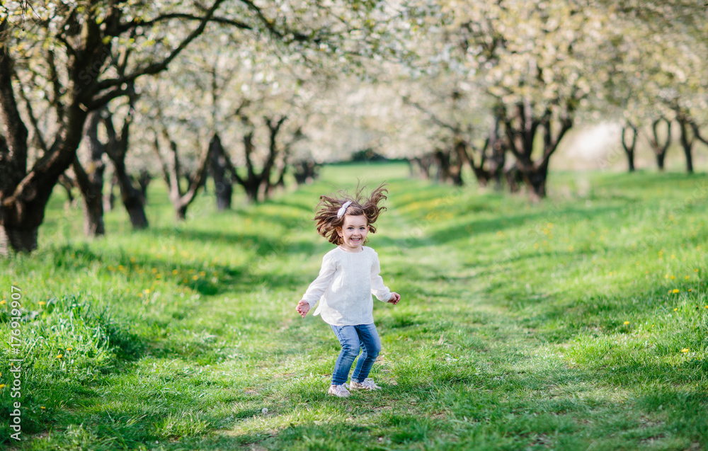 little girl is played in cherry orchard little girl is played in cherry orchard