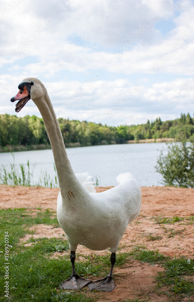 Obraz premium The swan is looking for food. Wings up and the scream.