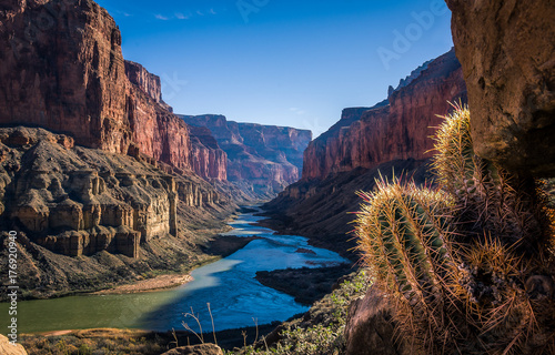 Valokuva cactus overlooking the grand canyon