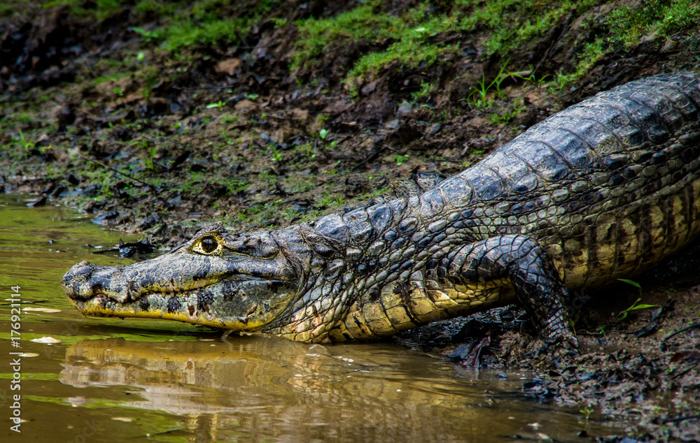 alligator about to go in the water