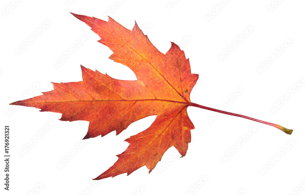 Red autumn leaf of silver maple or Acer saccharinum isolated on white background Red autumn leaf of silver maple or Acer saccharinum isolated on white background
