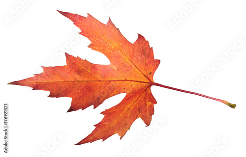 Red autumn leaf of silver maple or Acer saccharinum isolated on white background