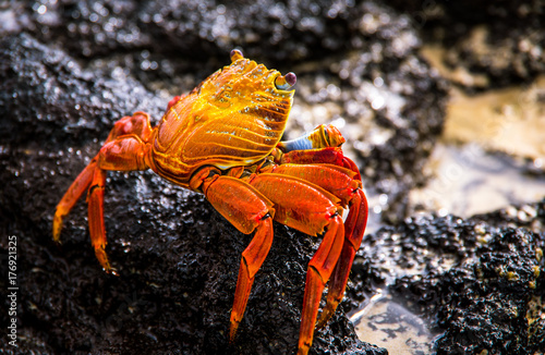bright red little crab standing on a black rock