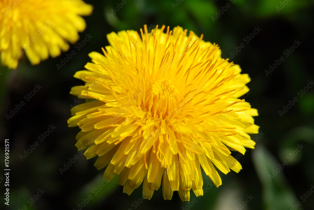 Yellow dandelion (Taraxacum) on a dark background, macro Yellow dandelion (Taraxacum) on a dark background, macro