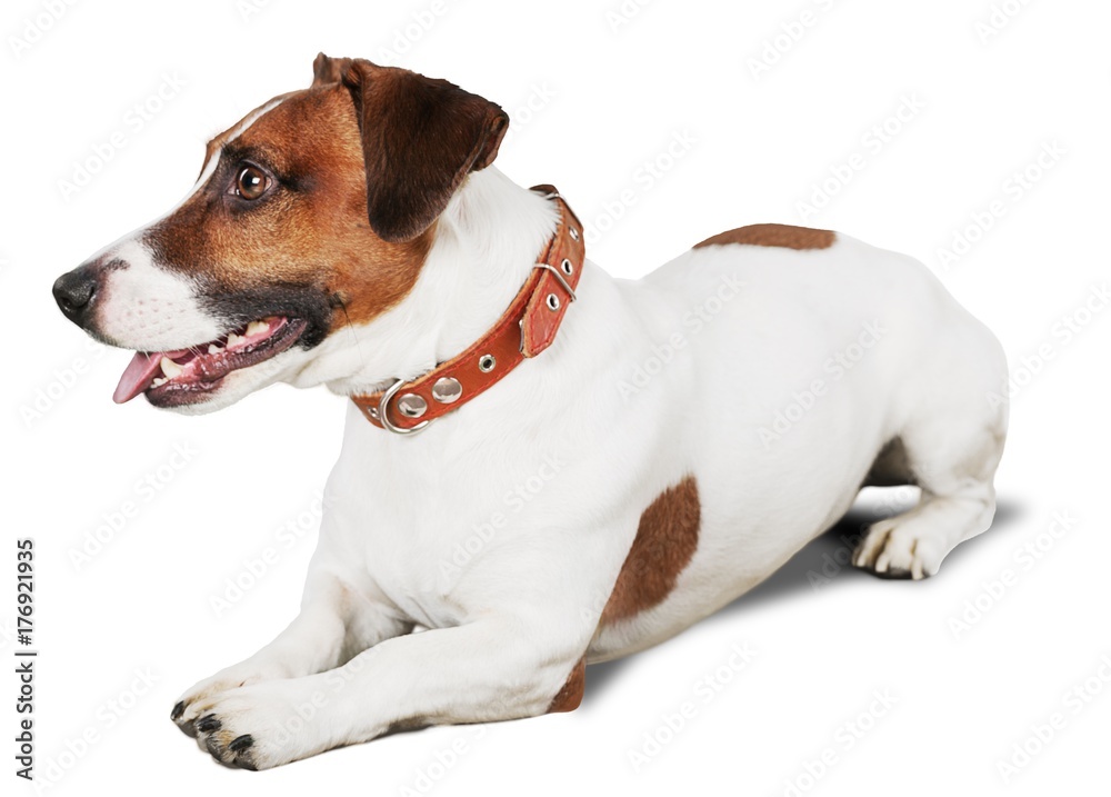 Dog. Dog.