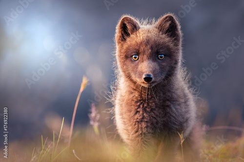 Arctic Fox in evening sun