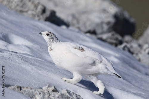 Rock Ptarmigan