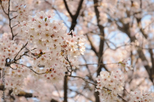 桜 © 7D800