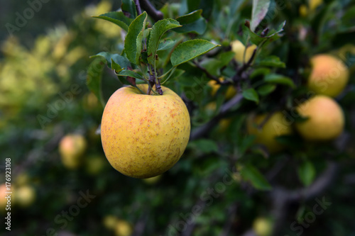 Apples at the farm upstate NY photo