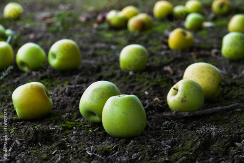 Green Apples on the ground at the farm upstate NY