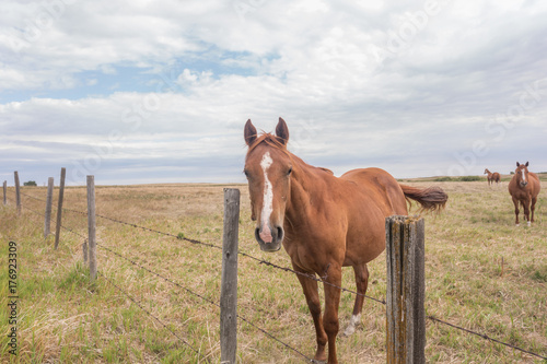 Photos brown horse behind a barbed wire fence