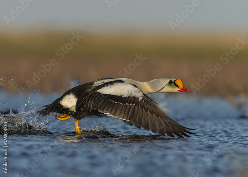 Canvas Print King Eider