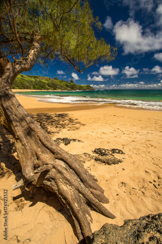 Old Tree on a Deserted Beach