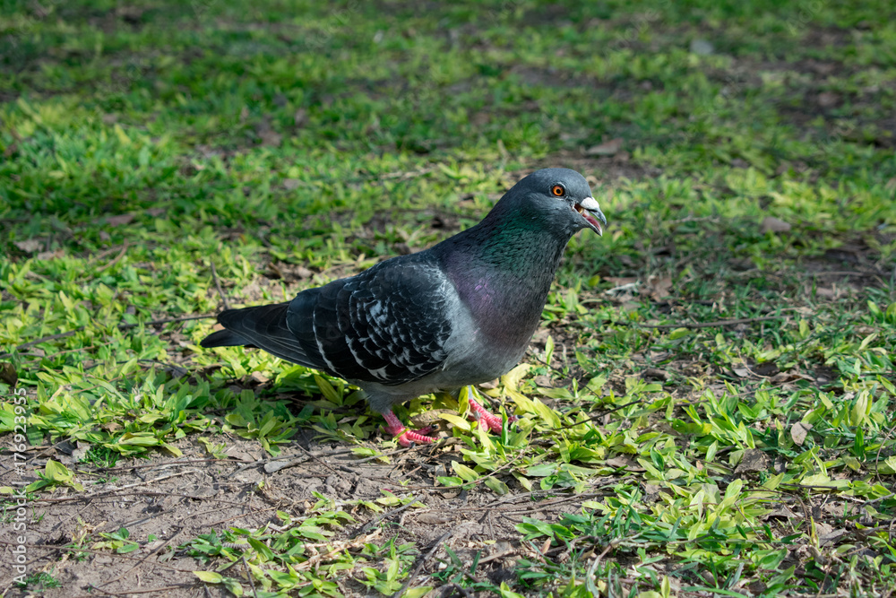 Obraz premium Paloma Imponente