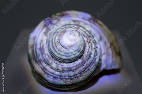 sea shells, spiral