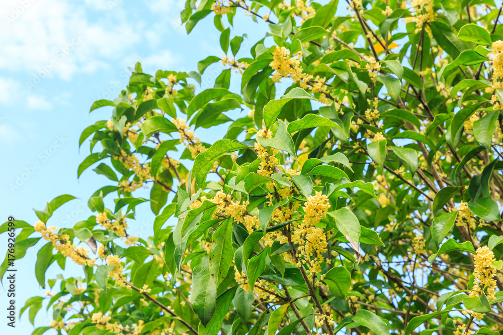 Beautiful yellow osmanthus fragrans bloom in october