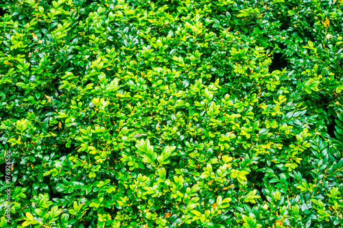 green bush texture background