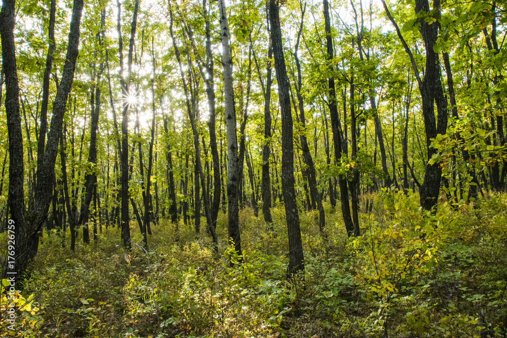 Obraz premium Beautiful autumn forest