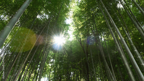 眩しい太陽と竹林（栄光、維持、長期保障、年金、保険などのイメージ））