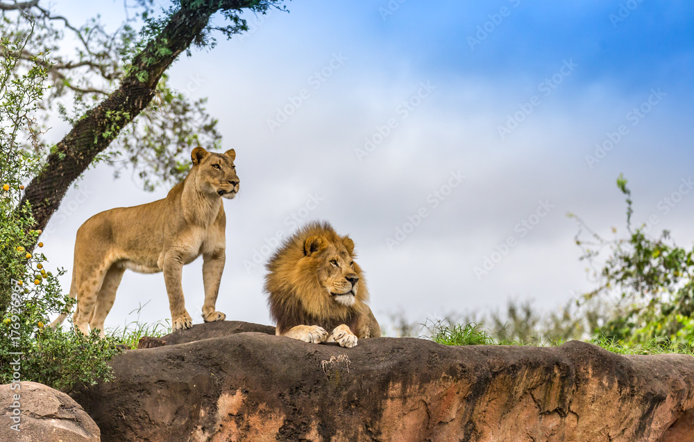 Fototapeta premium samiec i samica lwa