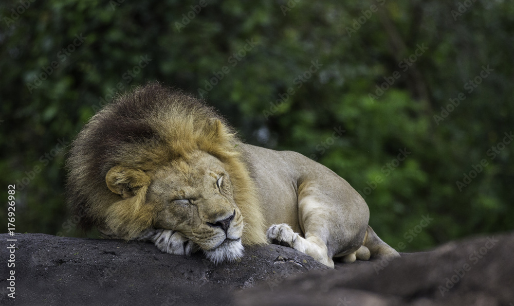 Fototapeta premium śpiący samiec lwa