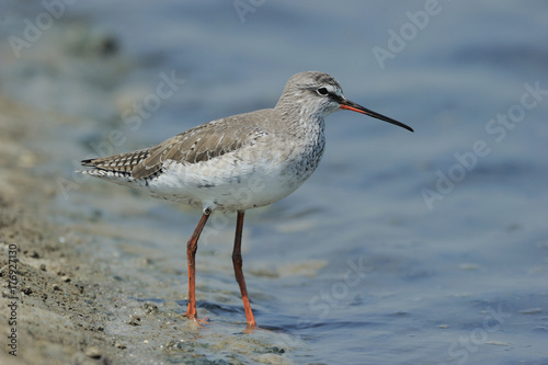 Common Redshank ,Very Common Winter Visitor