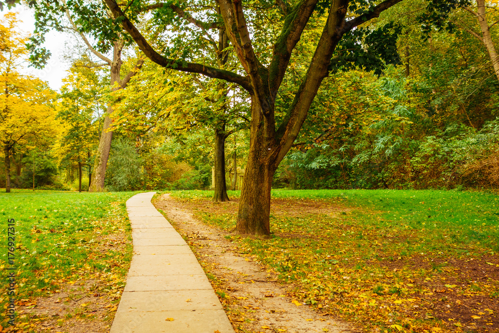 beautiful park in october with little path and trees