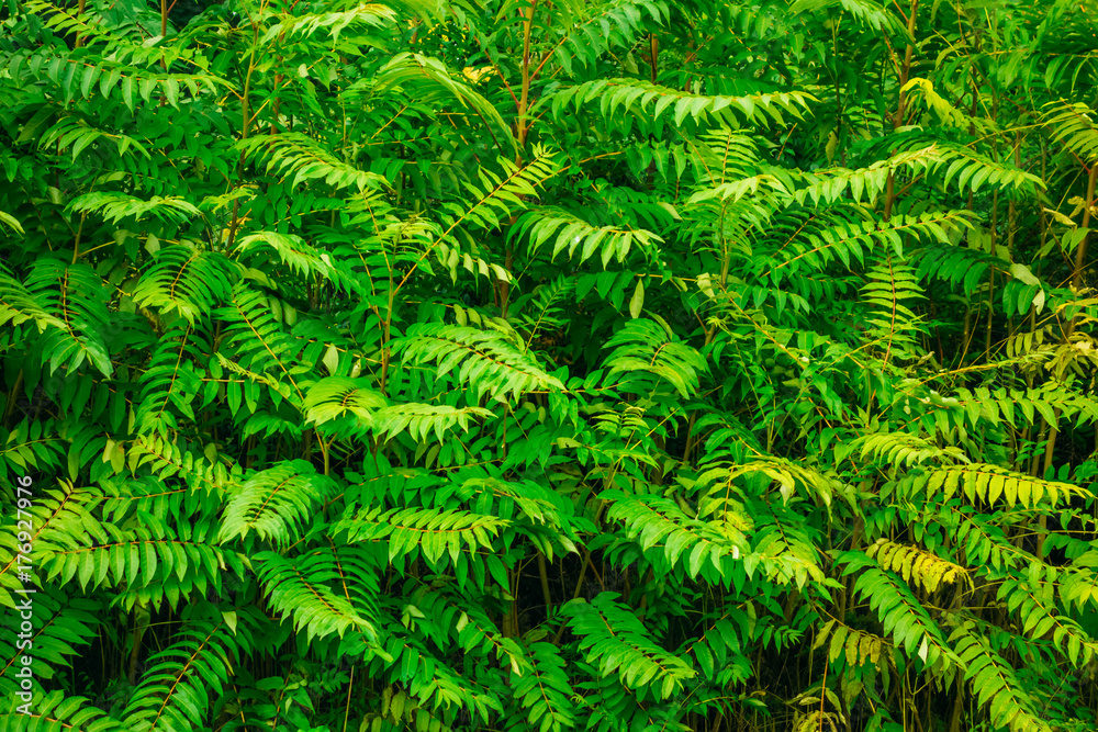 green bush texture in vintage colors