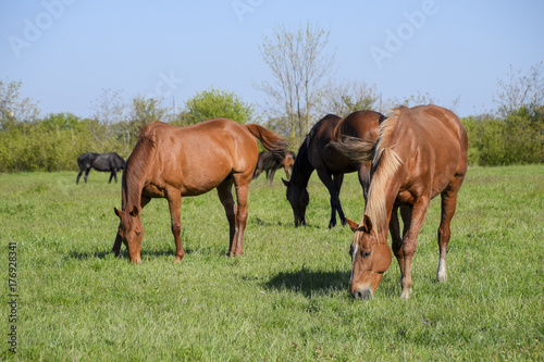 Horses graze in the pasture. Paddock horses on a horse farm. Wal